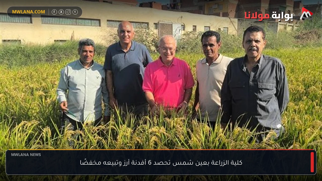 كلية الزراعة بعين شمس تحصد 6 أفدنة أرز وتبيعه مخفضًا