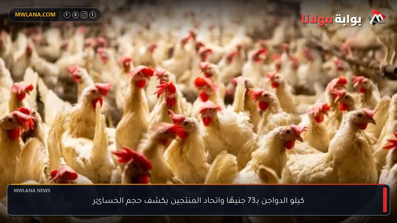 كيلو الدواجن بـ73 جنيهًا واتحاد المنتجين يكشف حجم الخسائر