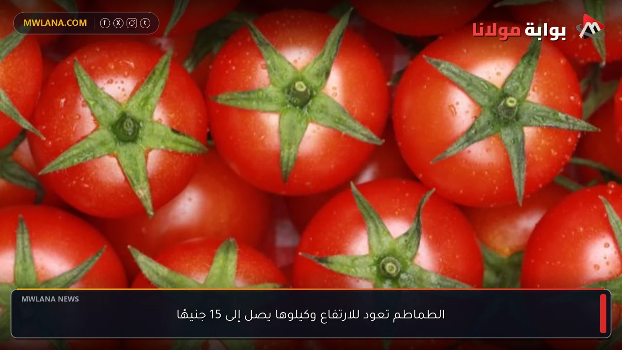 الطماطم تعود للارتفاع وكيلوها يصل إلى 15 جنيهًا