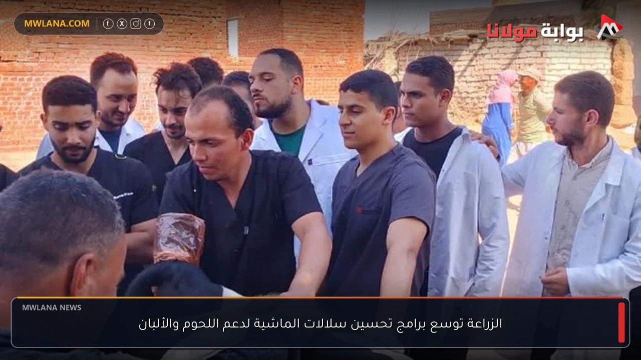 الزراعة توسع برامج تحسين سلالات الماشية لدعم اللحوم والألبان
