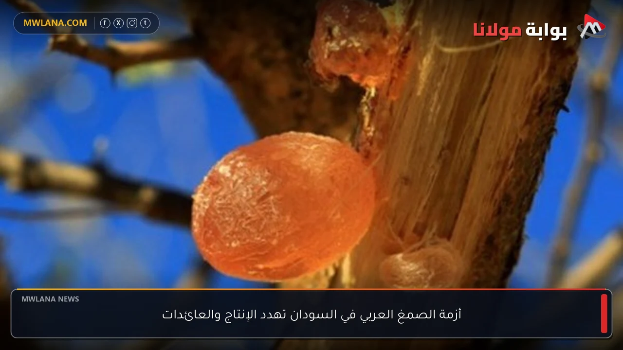 أزمة الصمغ العربي في السودان تهدد الإنتاج والعائدات