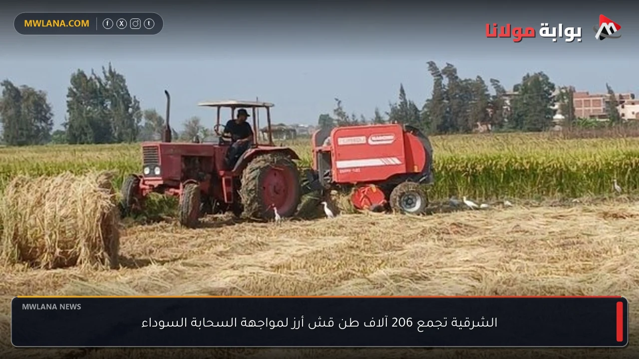 الشرقية تجمع 206 آلاف طن قش أرز لمواجهة السحابة السوداء