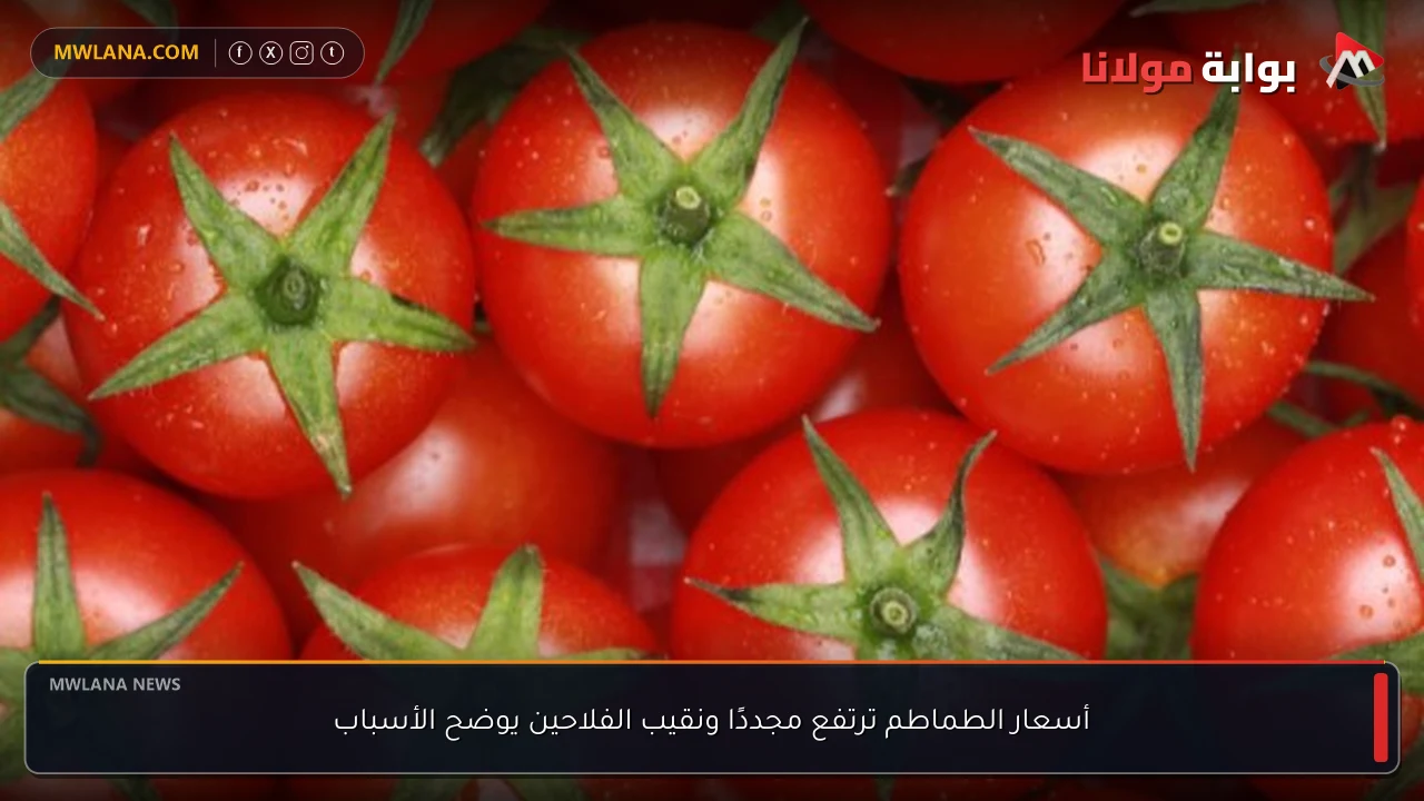 أسعار الطماطم ترتفع مجددًا ونقيب الفلاحين يوضح الأسباب