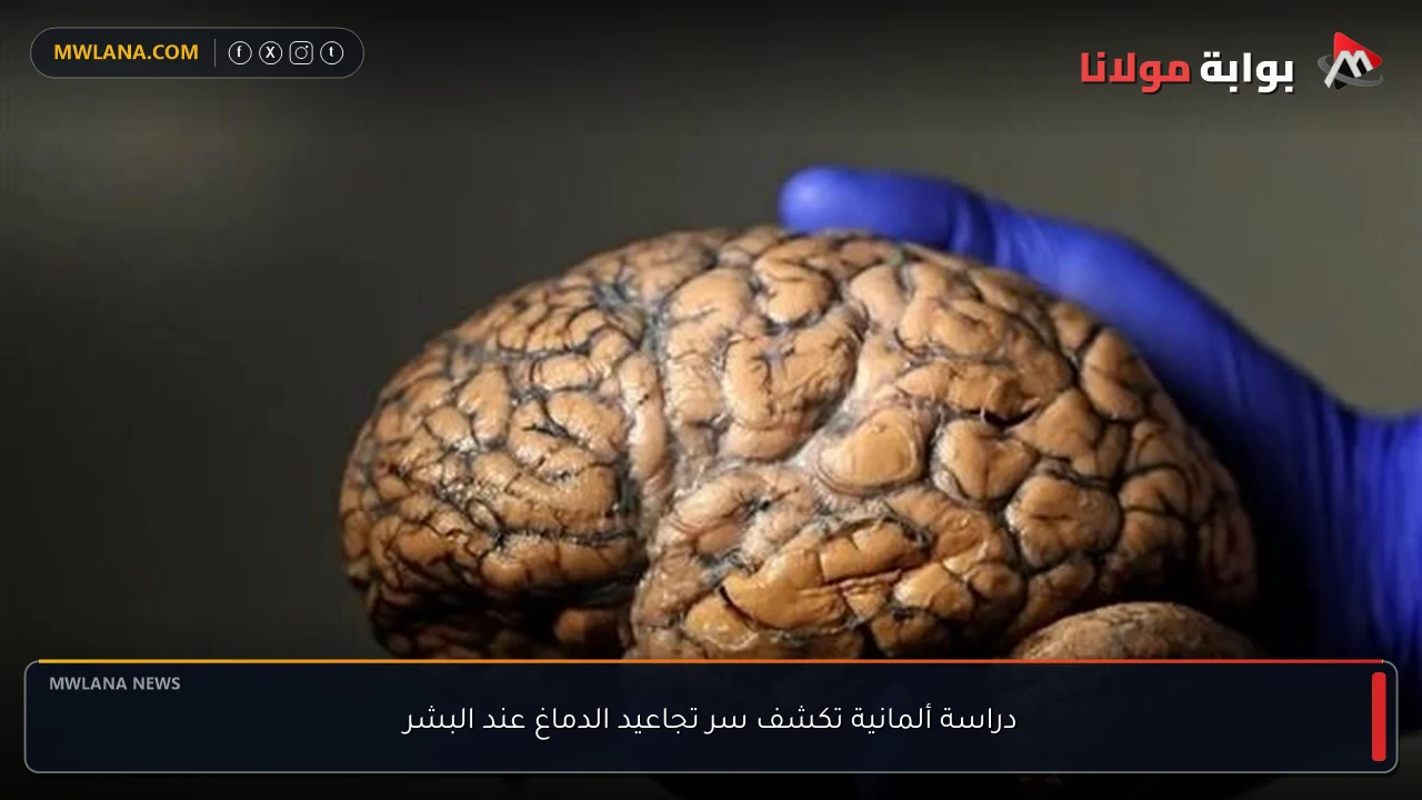 دراسة ألمانية تكشف سر تجاعيد الدماغ عند البشر