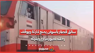 سائق قطار بأسوان يمنع كارثة ويوقف رحلته لعبور مزارع وبقرته