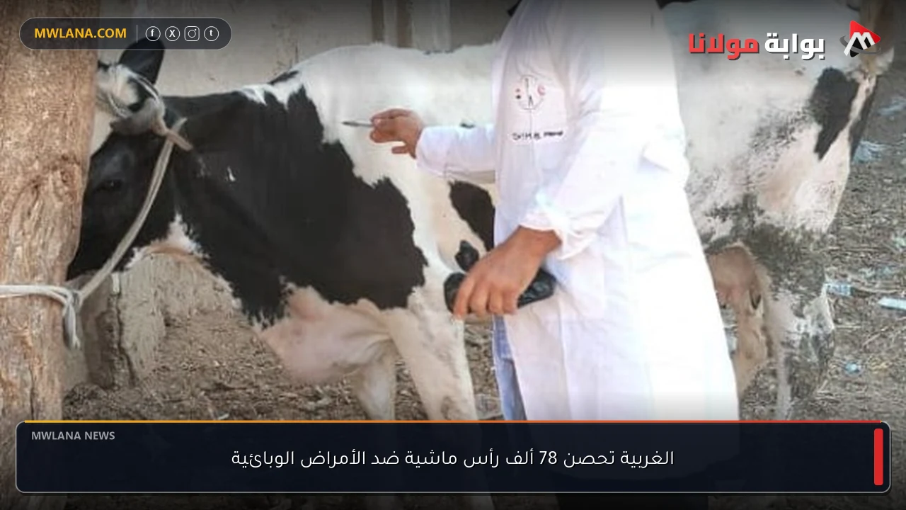 الغربية تحصن 78 ألف رأس ماشية ضد الأمراض الوبائية
