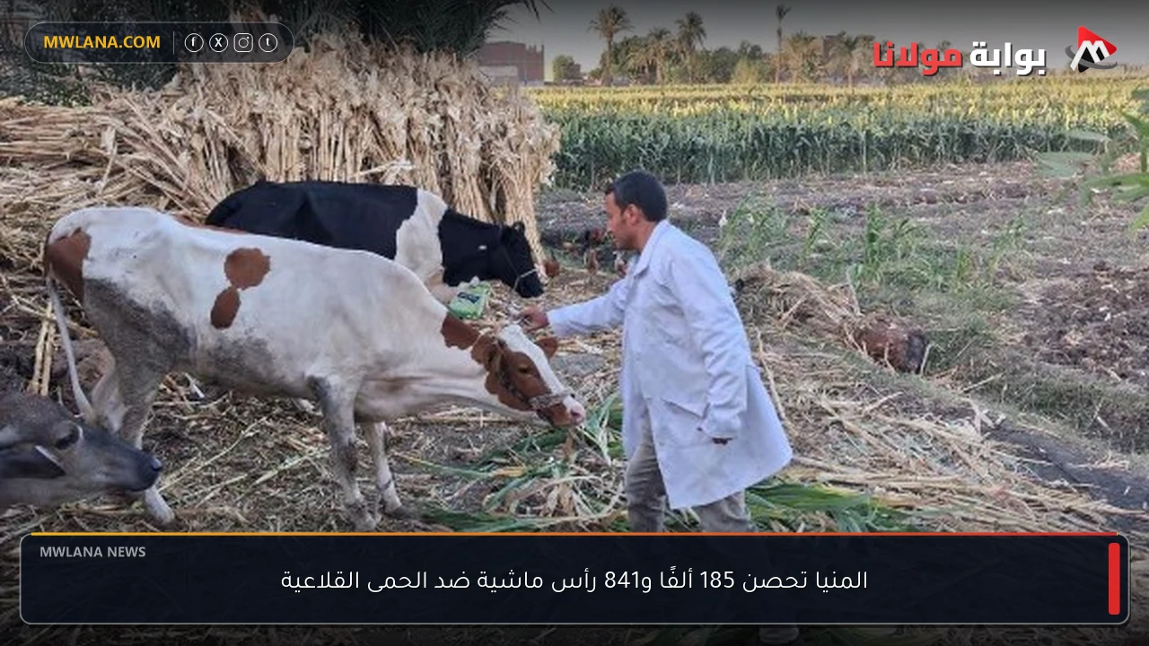 المنيا تحصن 185 ألفًا و841 رأس ماشية ضد الحمى القلاعية