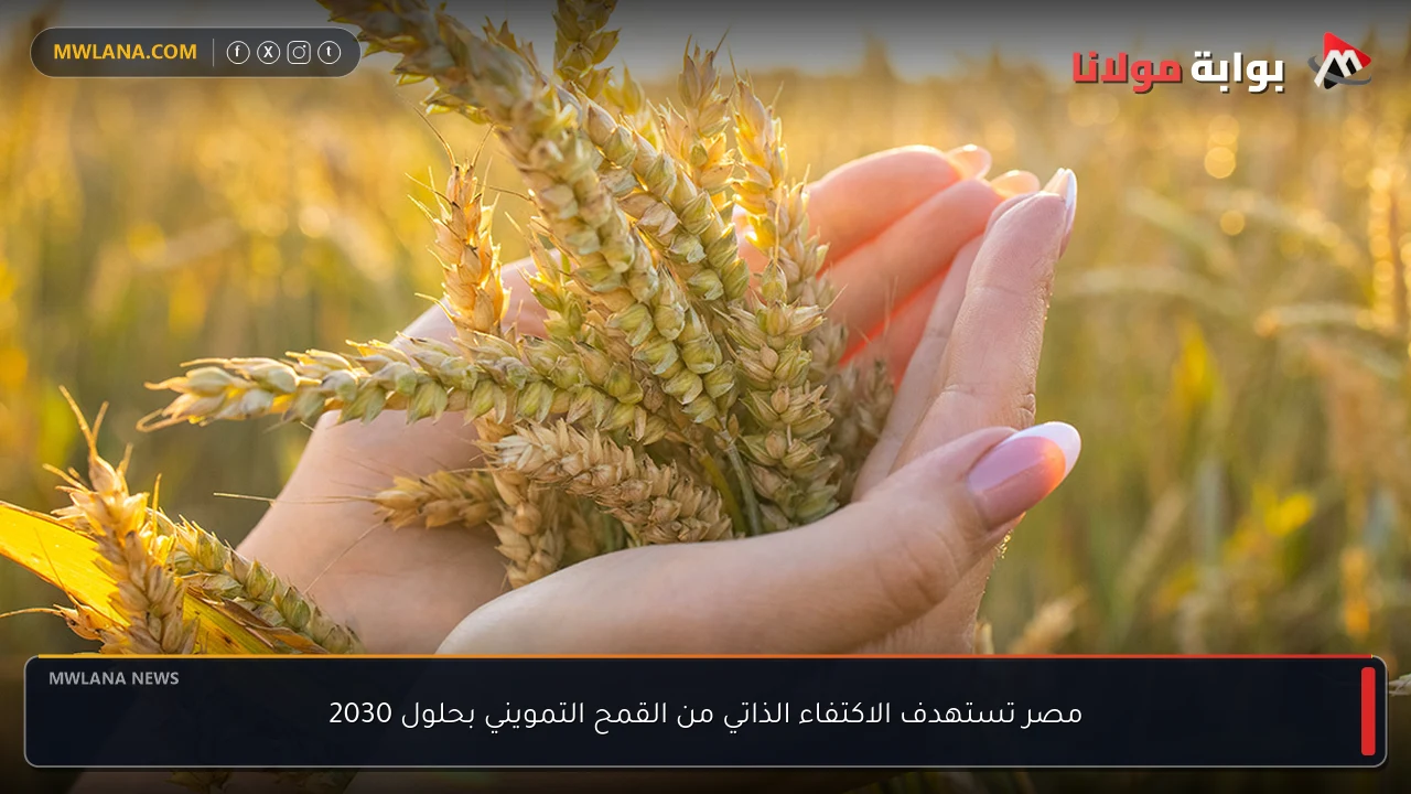 مصر تستهدف الاكتفاء الذاتي من القمح التمويني بحلول 2030