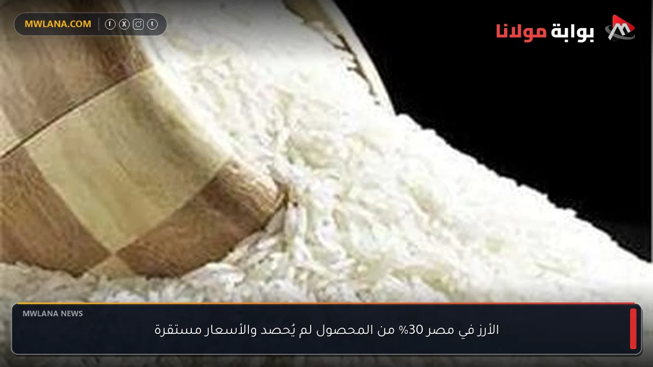 الأرز في مصر 30% من المحصول لم يُحصد والأسعار مستقرة
