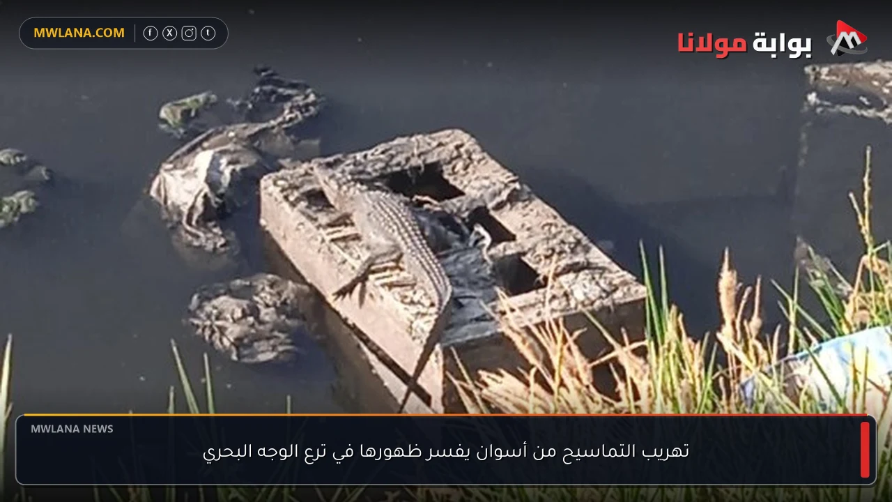 تهريب التماسيح من أسوان يفسر ظهورها في ترع الوجه البحري