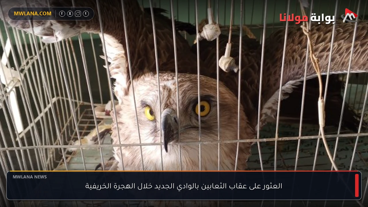 العثور على عقاب الثعابين بالوادي الجديد خلال الهجرة الخريفية