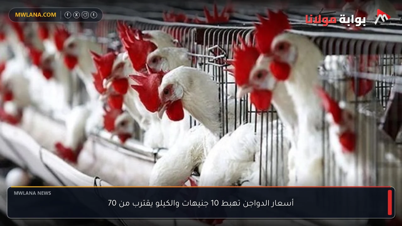 أسعار الدواجن تهبط 10 جنيهات والكيلو يقترب من 70