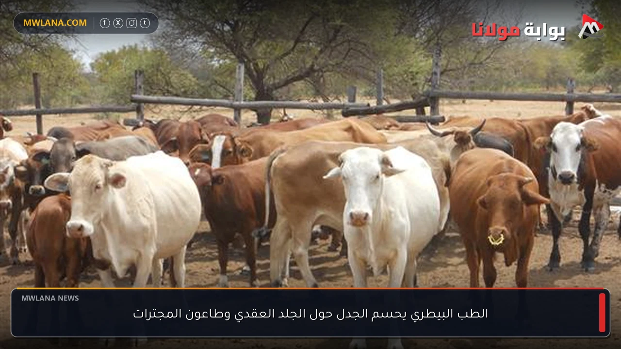 الطب البيطري يحسم الجدل حول الجلد العقدي وطاعون المجترات