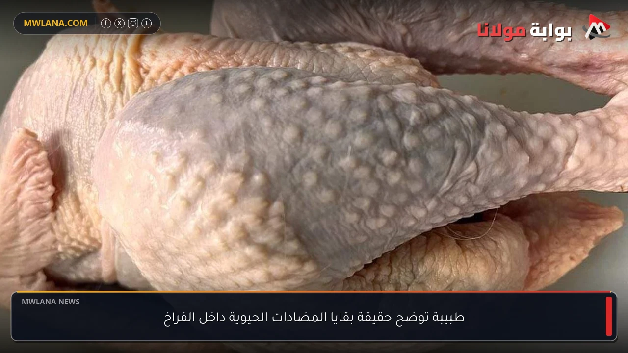 طبيبة توضح حقيقة بقايا المضادات الحيوية داخل الفراخ