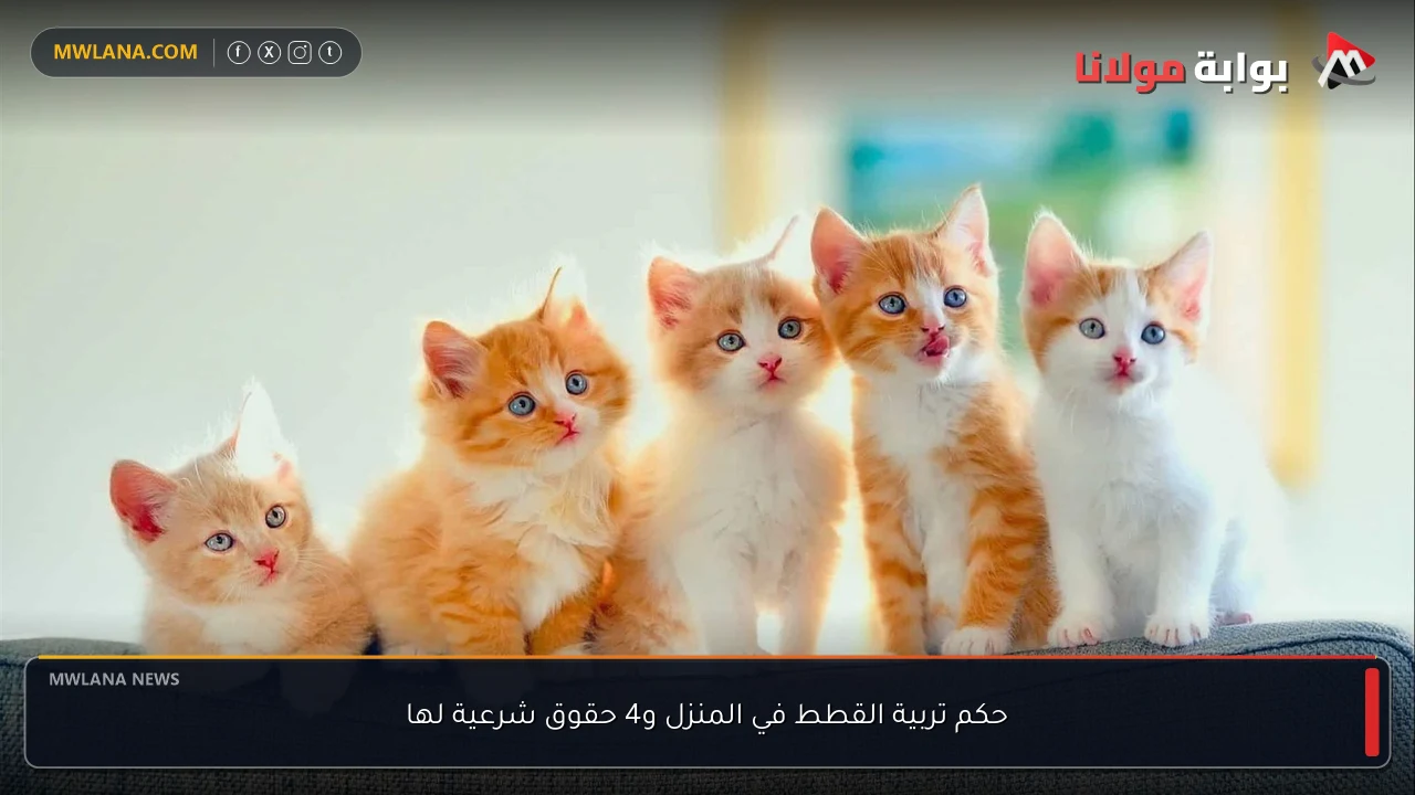 حكم تربية القطط في المنزل و4 حقوق شرعية لها