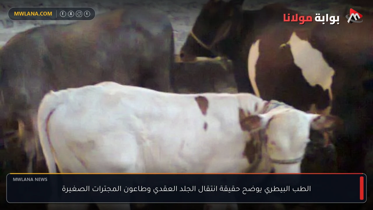 الطب البيطري يوضح حقيقة انتقال الجلد العقدي وطاعون المجترات الصغيرة