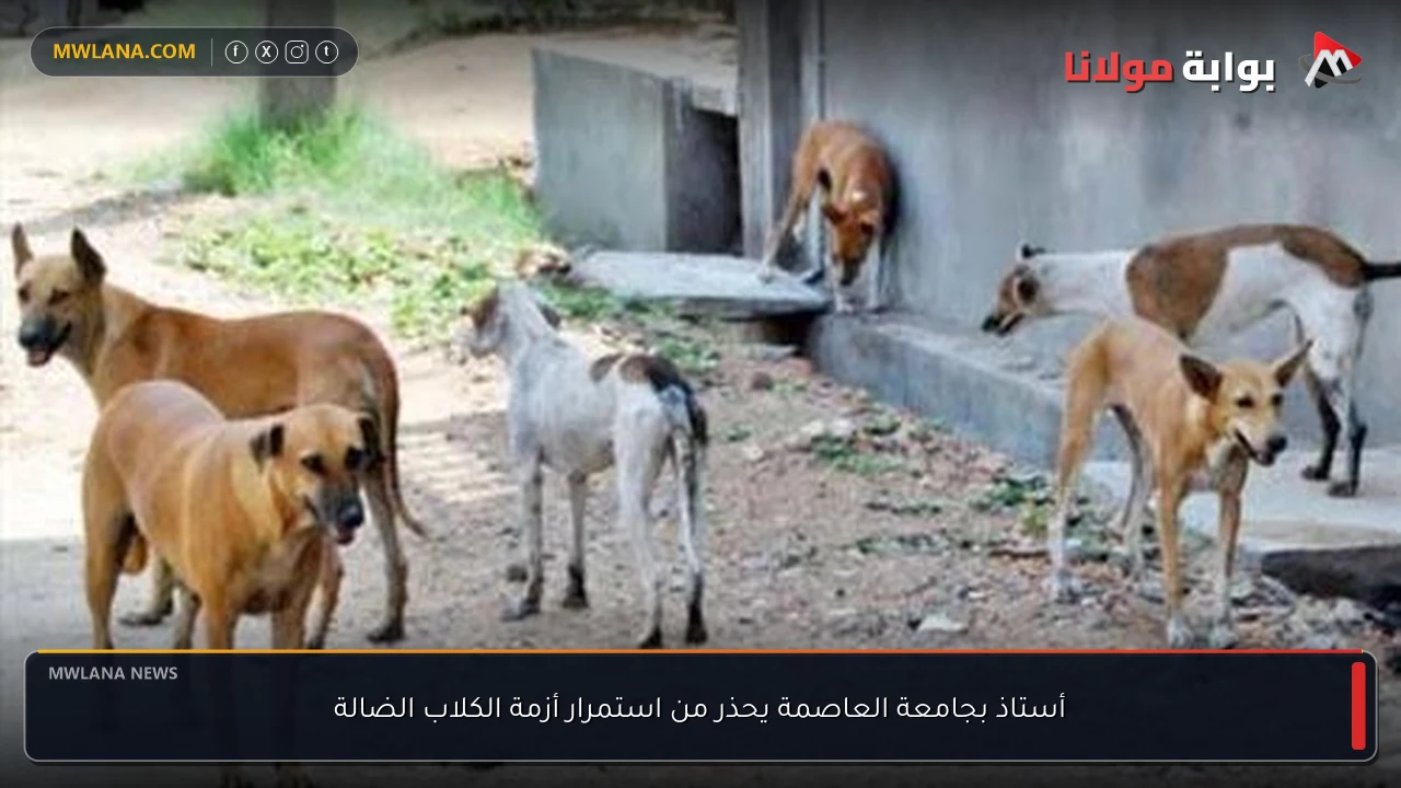 أستاذ بجامعة العاصمة يحذر من استمرار أزمة الكلاب الضالة