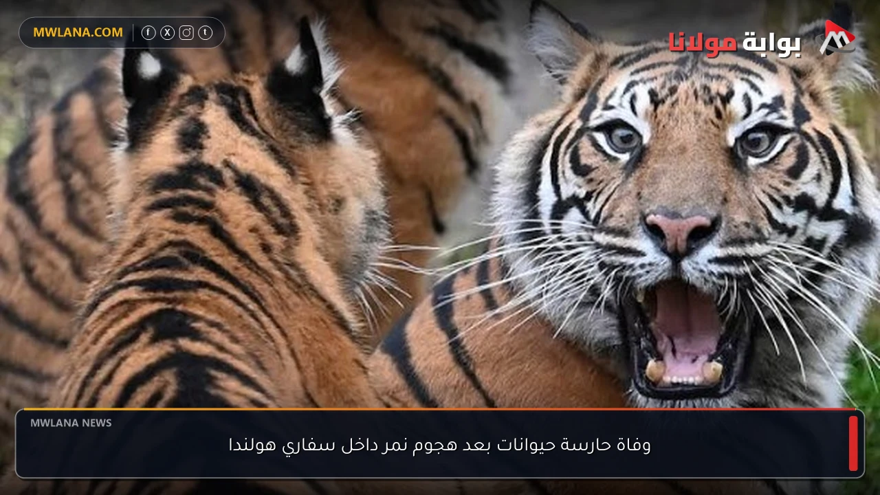 وفاة حارسة حيوانات بعد هجوم نمر داخل سفاري هولندا