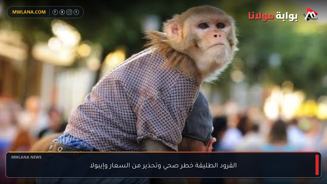 القرود الطليقة خطر صحي وتحذير من السعار وإيبولا