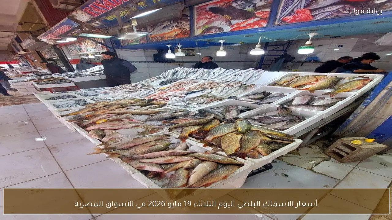 أسعار الأسماك البلطي اليوم الثلاثاء 19 مايو 2026 في الأسواق المصرية