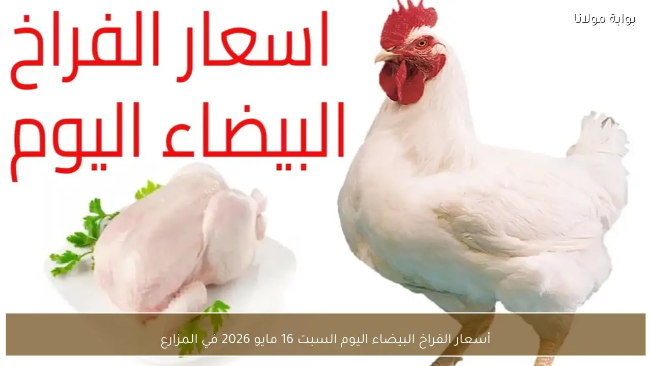 أسعار الفراخ البيضاء اليوم السبت 16 مايو 2026 في المزارع والأسواق