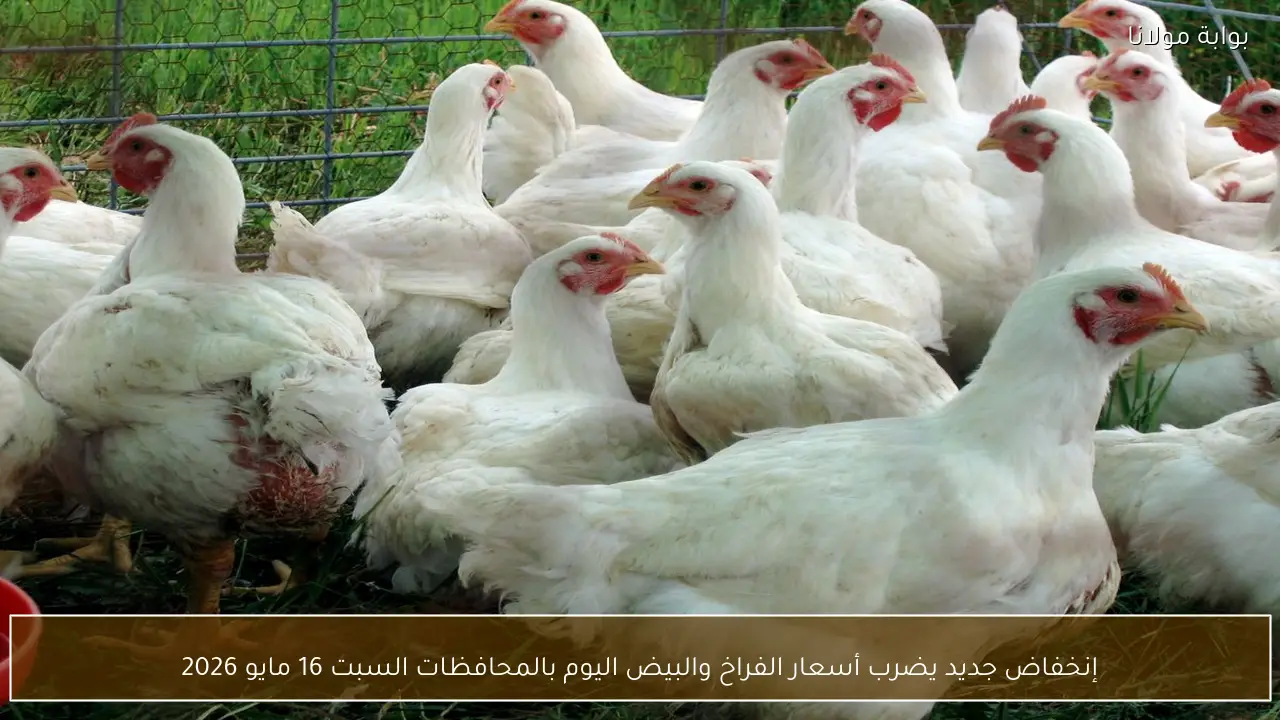 إنخفاض جديد يضرب أسعار الفراخ والبيض اليوم بالمحافظات السبت 16 مايو 2026