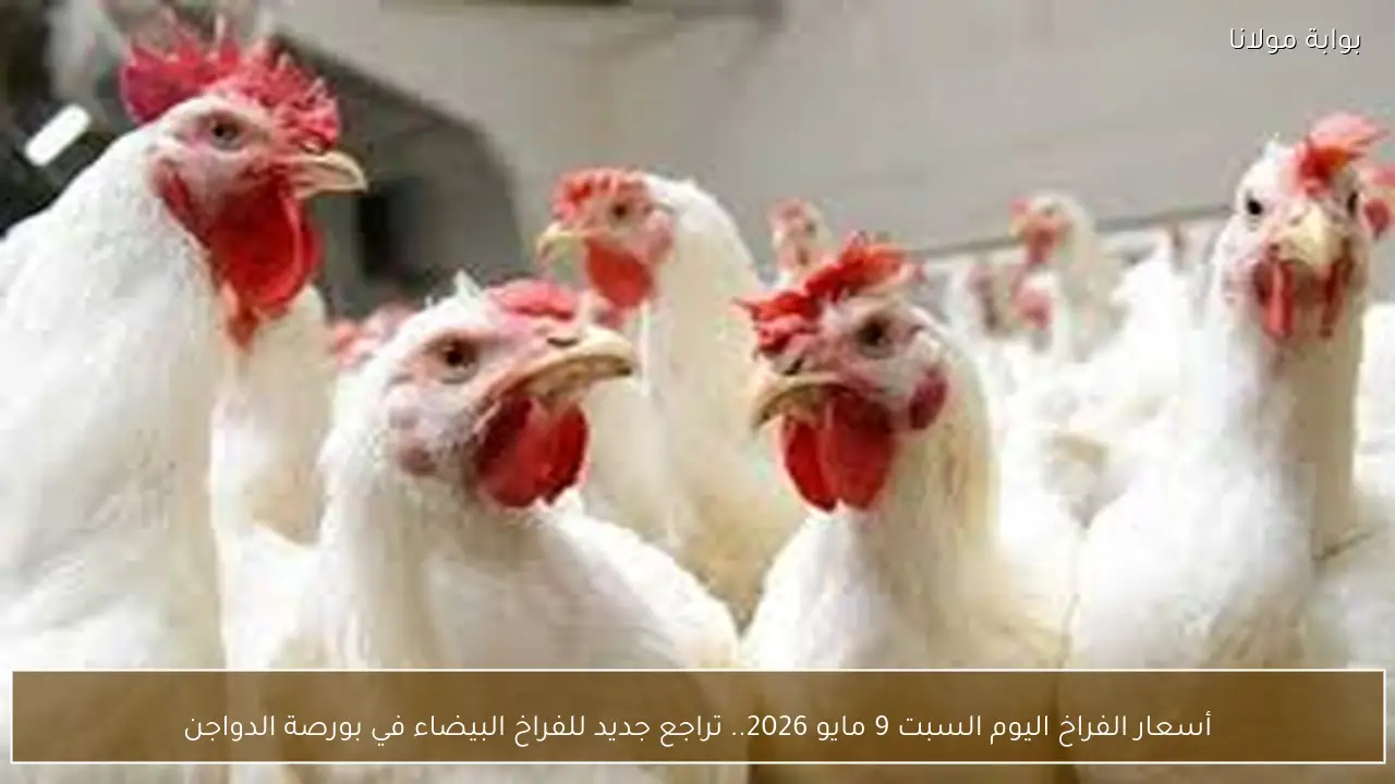 أسعار الفراخ اليوم السبت 9 مايو 2026.. تراجع جديد للفراخ البيضاء في بورصة الدواجن