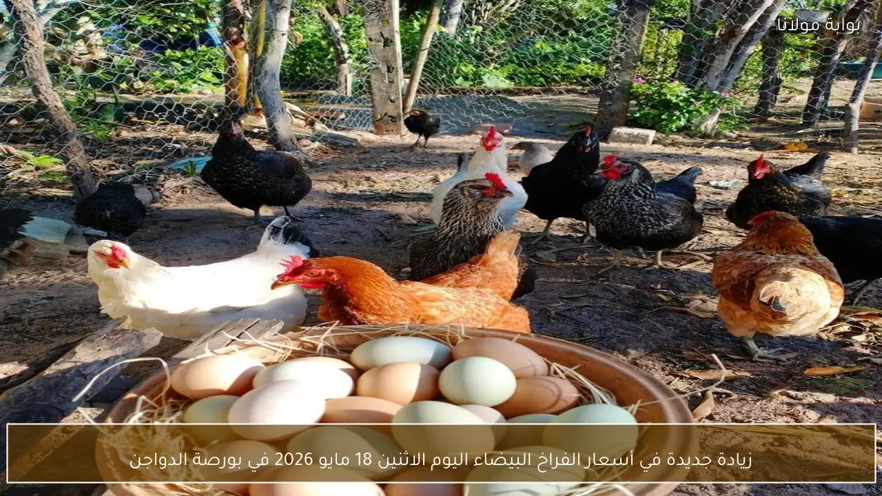 زيادة جديدة في أسعار الفراخ البيضاء اليوم الاثنين 18 مايو 2026 في بورصة الدواجن