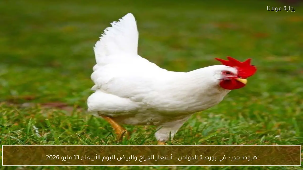 هبوط جديد في بورصة الدواجن.. أسعار الفراخ والبيض اليوم الأربعاء 13 مايو 2026