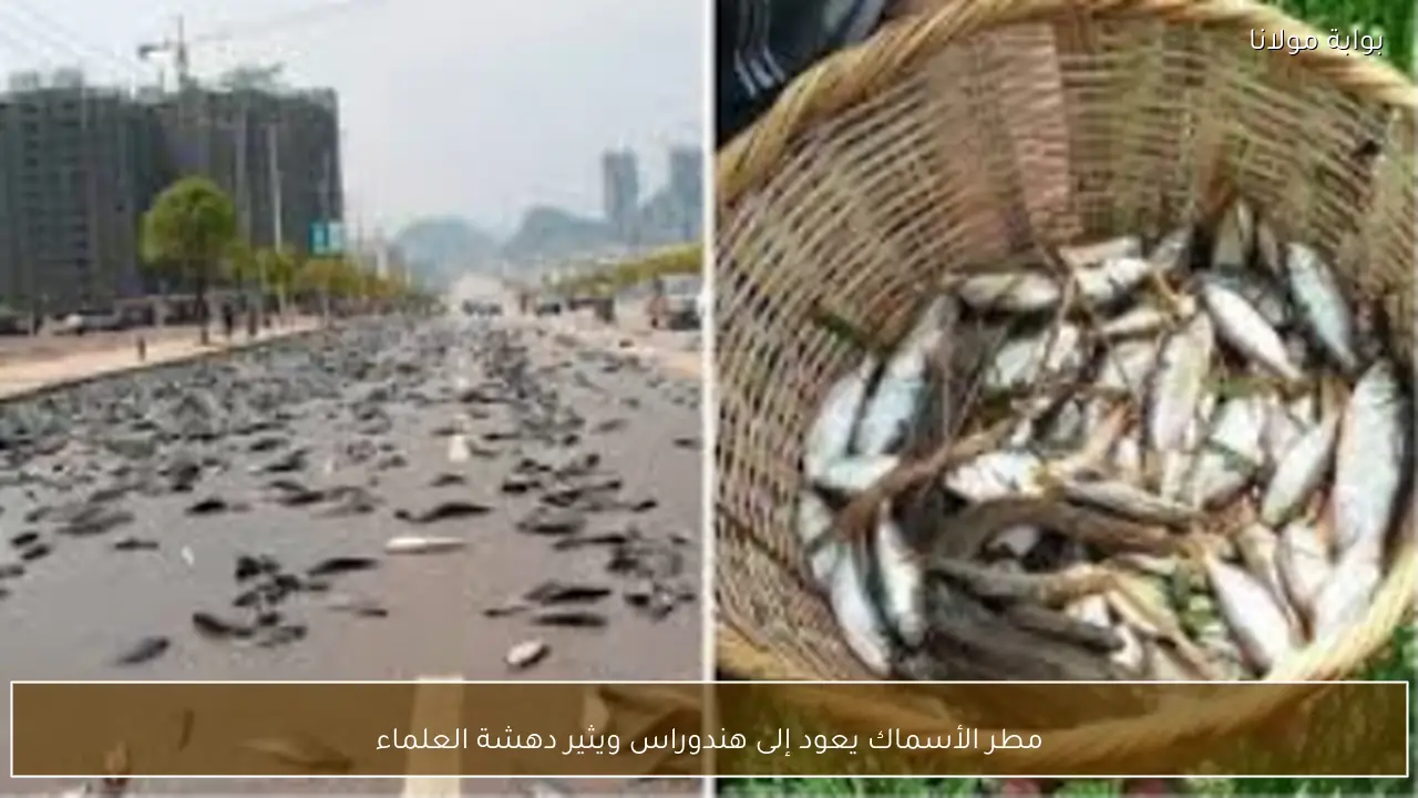 مطر الأسماك يعود إلى هندوراس ويثير دهشة العلماء