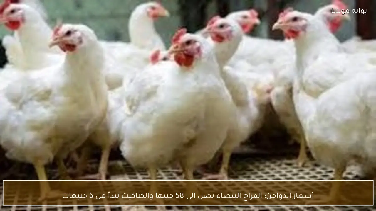 أسعار الدواجن: الفراخ البيضاء تصل إلى 58 جنيها والكتاكيت تبدأ من 6 جنيهات