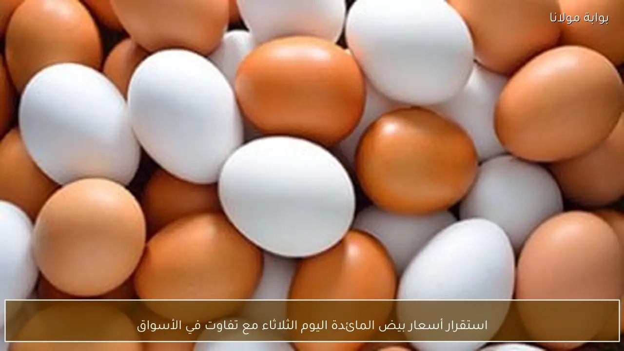 استقرار أسعار بيض المائدة اليوم الثلاثاء مع تفاوت في الأسواق