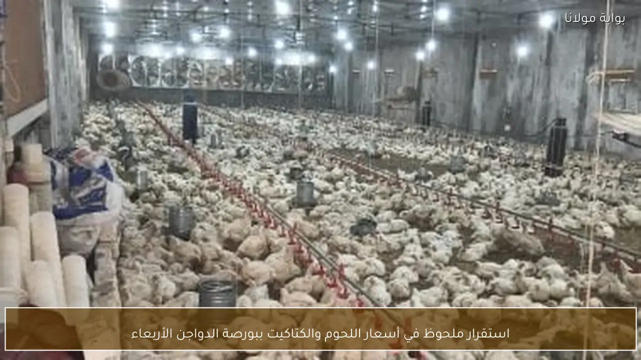 استقرار ملحوظ في أسعار اللحوم والكتاكيت ببورصة الدواجن الأربعاء
