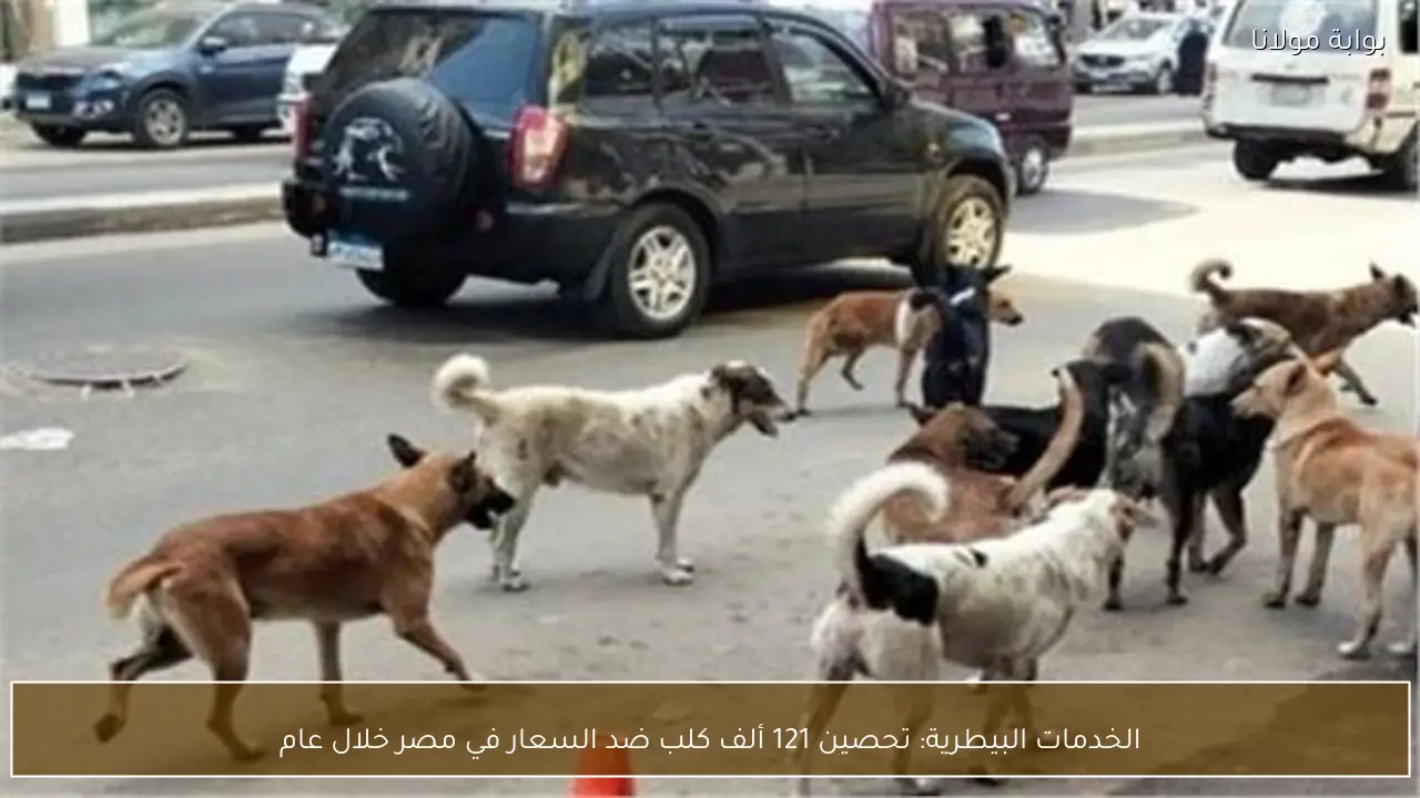 الخدمات البيطرية: تحصين 121 ألف كلب ضد السعار في مصر خلال عام