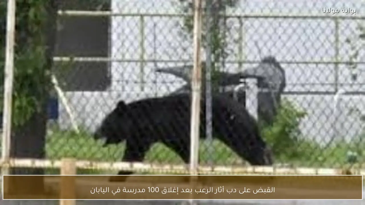 القبض على دب أثار الرعب بعد إغلاق 100 مدرسة في اليابان