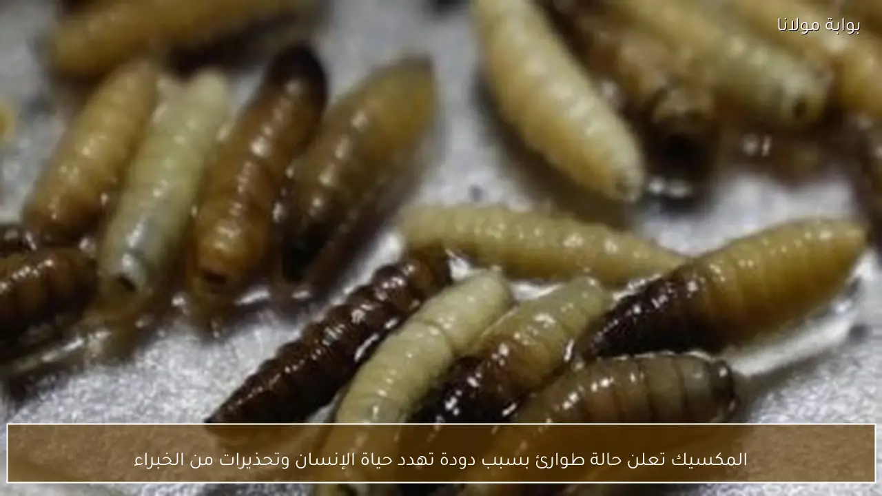 المكسيك تعلن حالة طوارئ بسبب دودة تهدد حياة الإنسان وتحذيرات من الخبراء