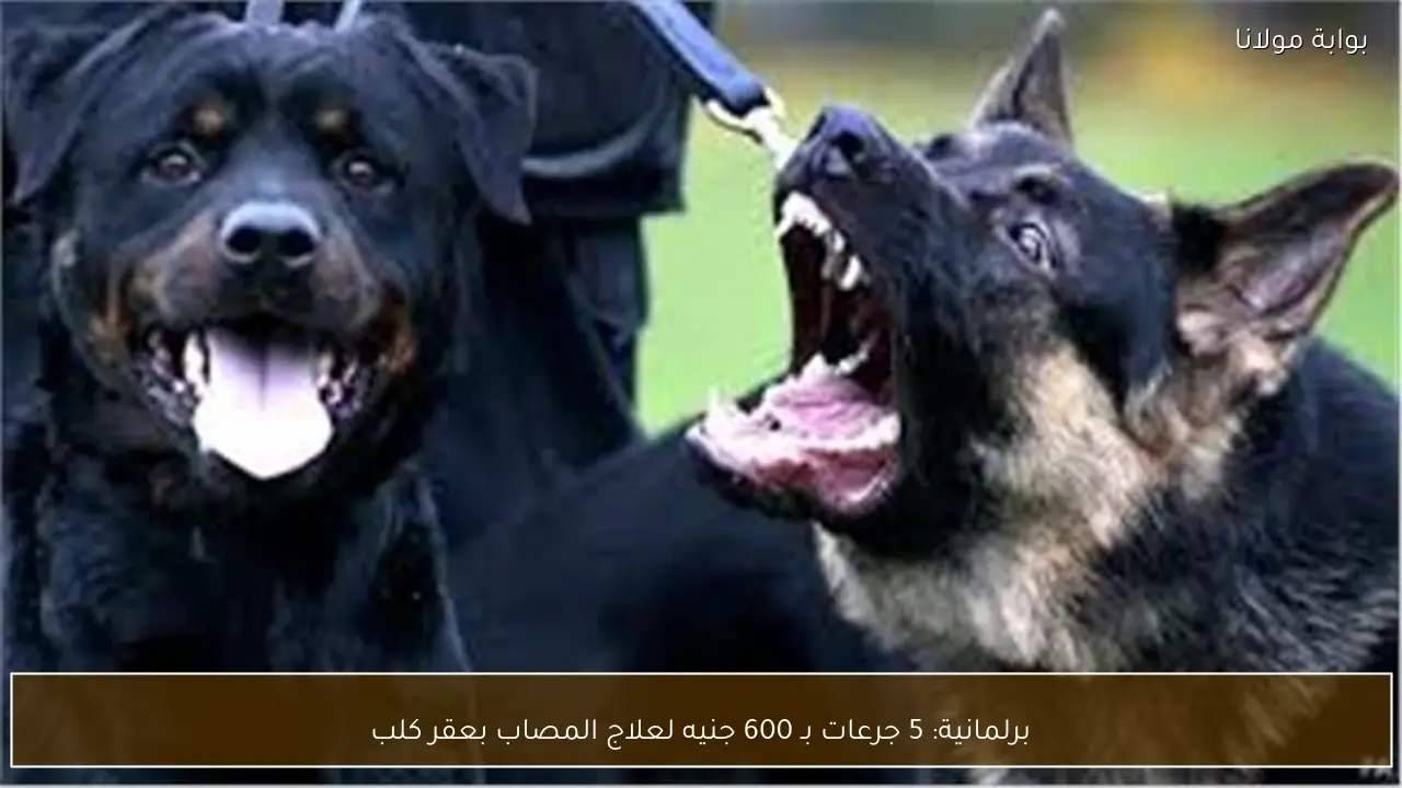 برلمانية: 5 جرعات بـ 600 جنيه لعلاج المصاب بعقر كلب