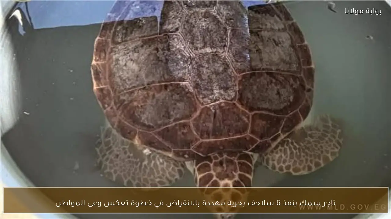 تاجر سمك ينقذ 6 سلاحف بحرية مهددة بالانقراض في خطوة تعكس وعي المواطن