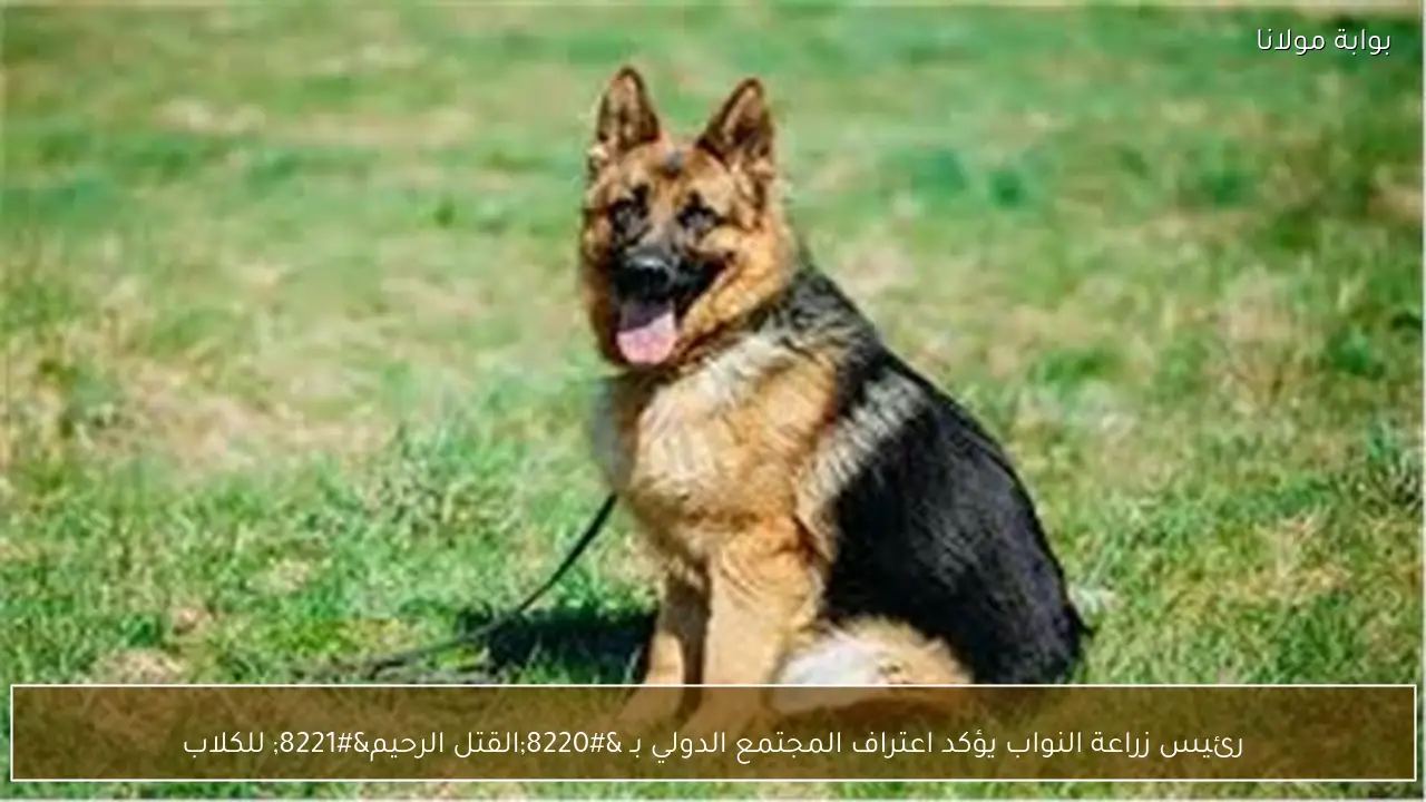 رئيس زراعة النواب يؤكد اعتراف المجتمع الدولي بـ “القتل الرحيم” للكلاب