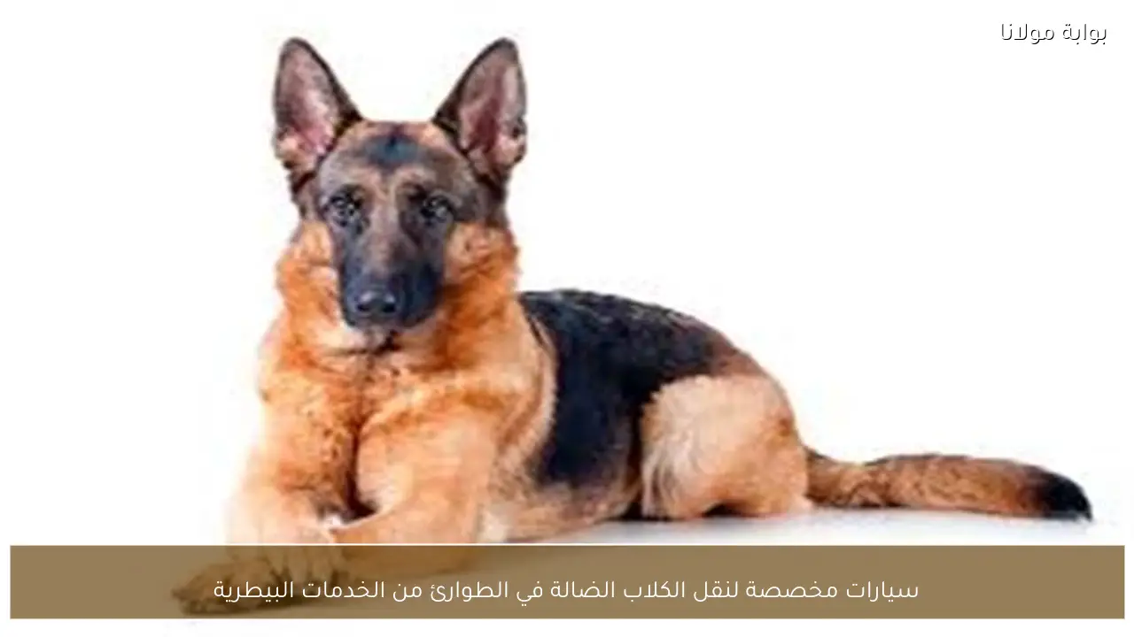 سيارات مخصصة لنقل الكلاب الضالة في الطوارئ من الخدمات البيطرية
