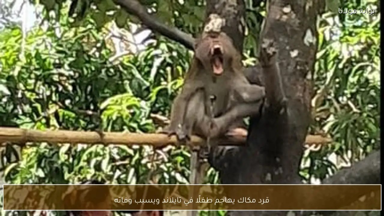 قرد مكاك يهاجم طفلًا في تايلاند ويسبب وفاته