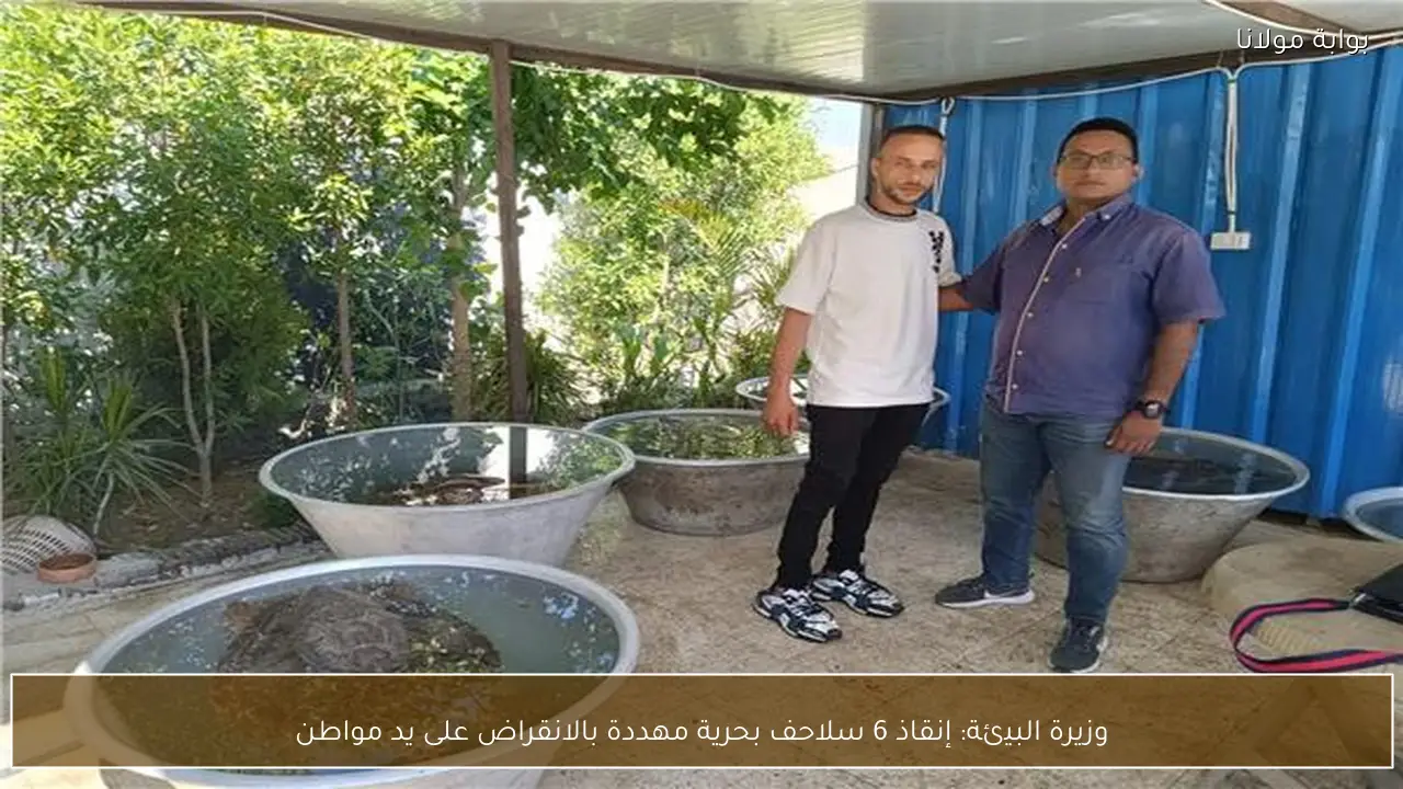 وزيرة البيئة: إنقاذ 6 سلاحف بحرية مهددة بالانقراض على يد مواطن
