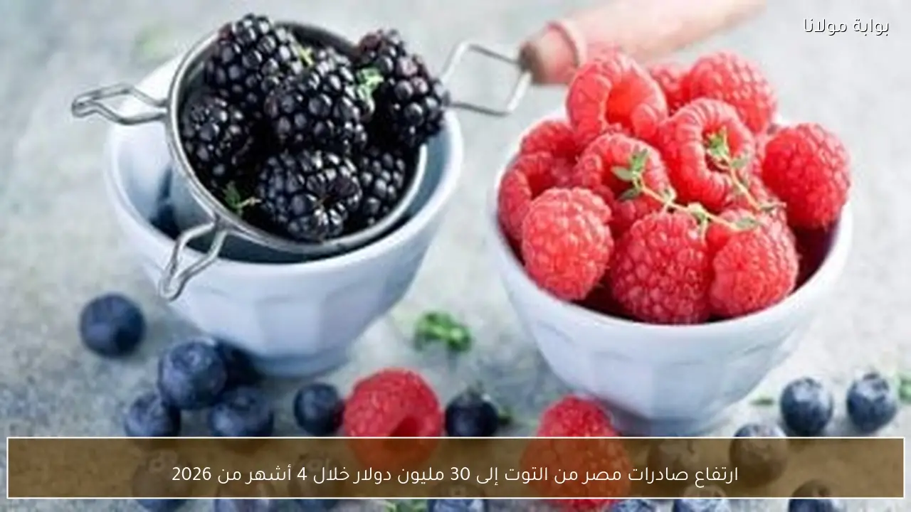 ارتفاع صادرات مصر من التوت إلى 30 مليون دولار خلال 4 أشهر من 2026
