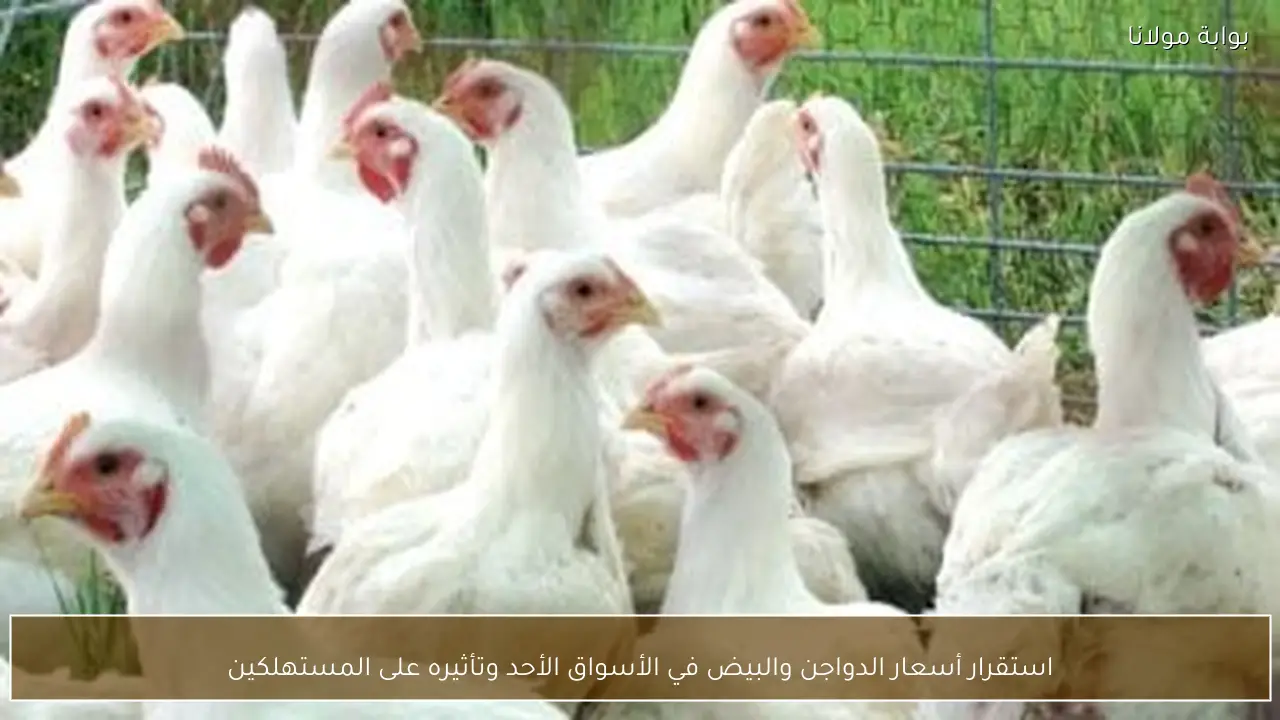 استقرار أسعار الدواجن والبيض في الأسواق الأحد وتأثيره على المستهلكين