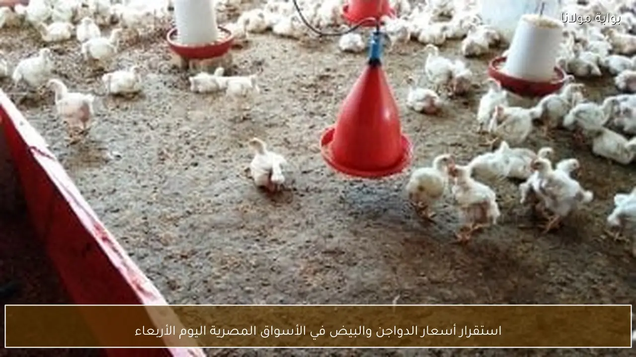 استقرار أسعار الدواجن والبيض في الأسواق المصرية اليوم الأربعاء