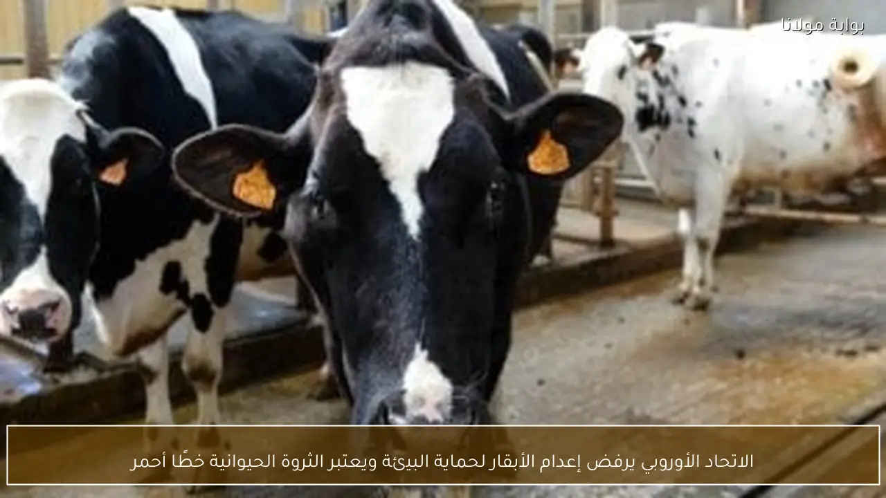 الاتحاد الأوروبي يرفض إعدام الأبقار لحماية البيئة ويعتبر الثروة الحيوانية خطًا أحمر