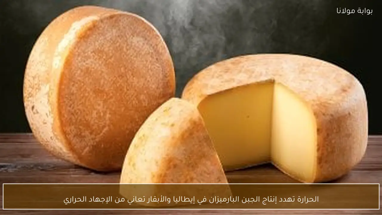 الحرارة تهدد إنتاج الجبن البارميزان في إيطاليا والأبقار تعاني من الإجهاد الحراري