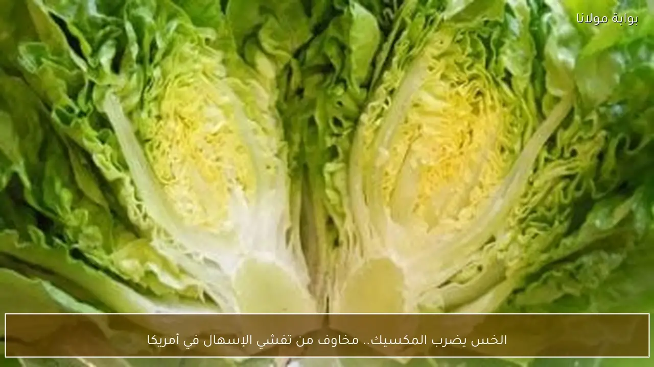 الخس يضرب المكسيك.. مخاوف من تفشي الإسهال في أمريكا