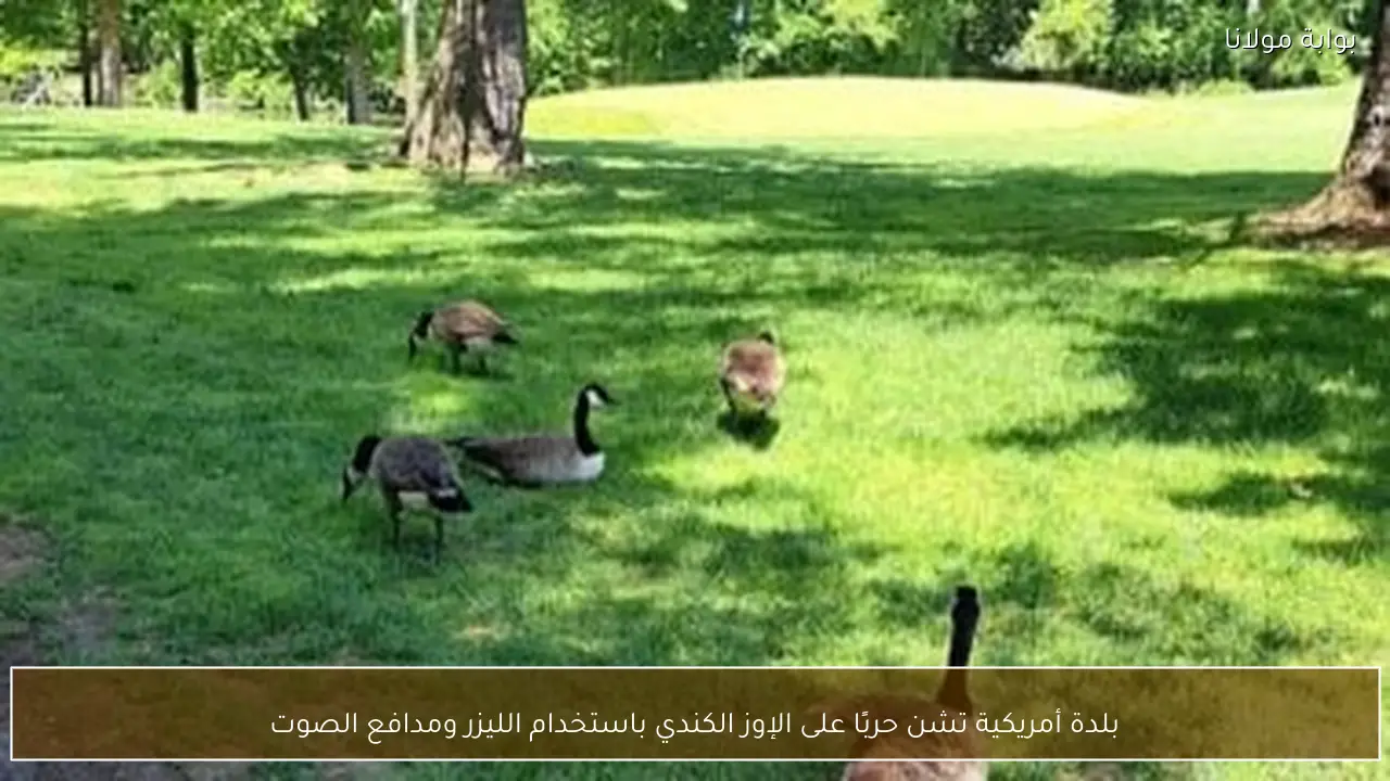 بلدة أمريكية تشن حربًا على الإوز الكندي باستخدام الليزر ومدافع الصوت