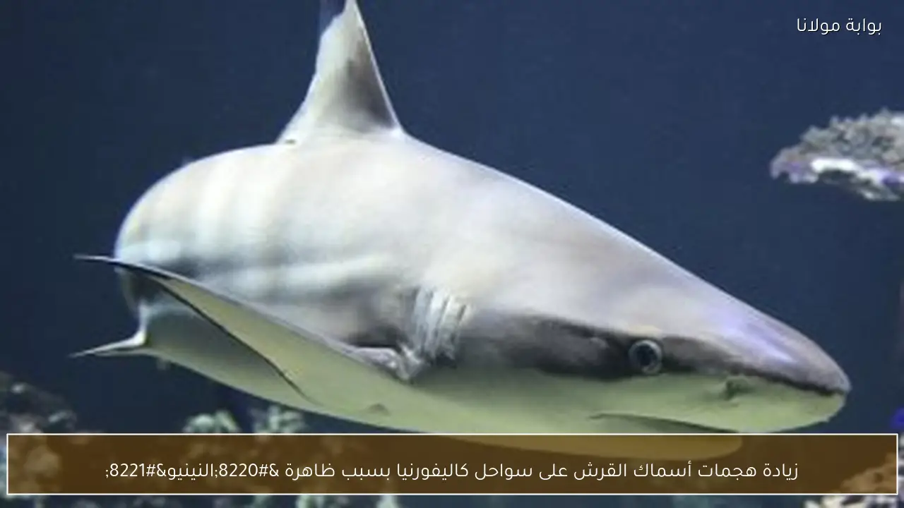 زيادة هجمات أسماك القرش على سواحل كاليفورنيا بسبب ظاهرة “النينيو”
